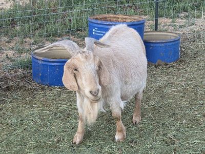 Old Female Goat 200lbs