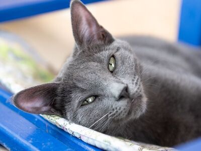 Hello my name is Nebula