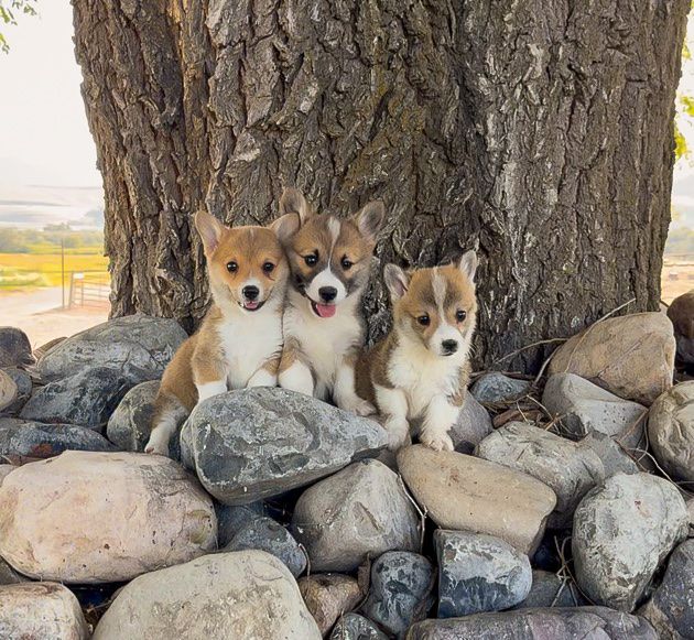 AKC Registered Pembroke Welsh Corgi Puppies