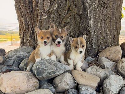 AKC Registered Pembroke Welsh Corgi Puppies