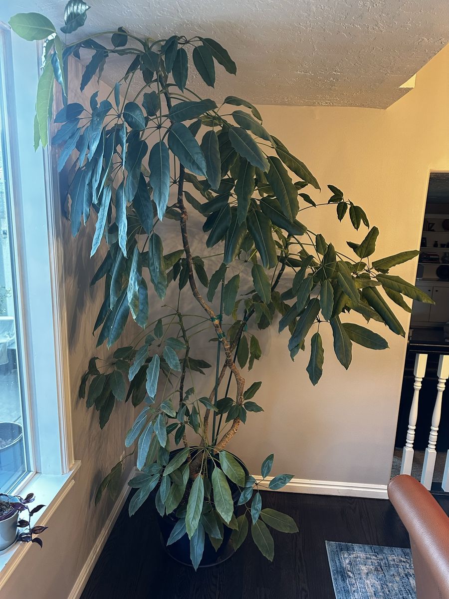 FREE to a good home: large umbrella plant