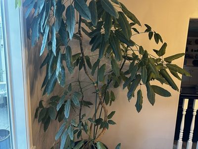 FREE to a good home: large umbrella plant