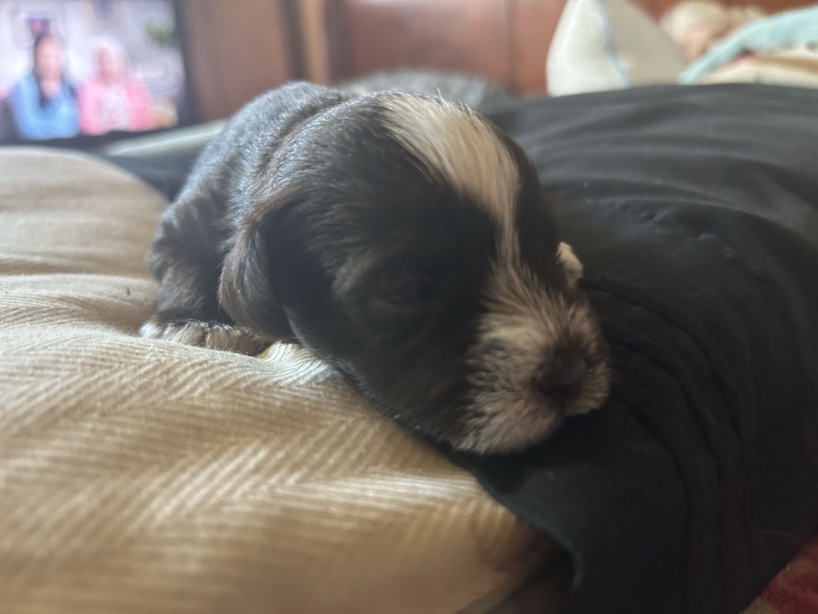 Miniature Schnauzer Puppies - Ready for Their Forever Homes!