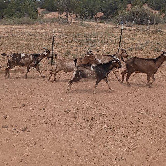 5 Nubian X billy goats