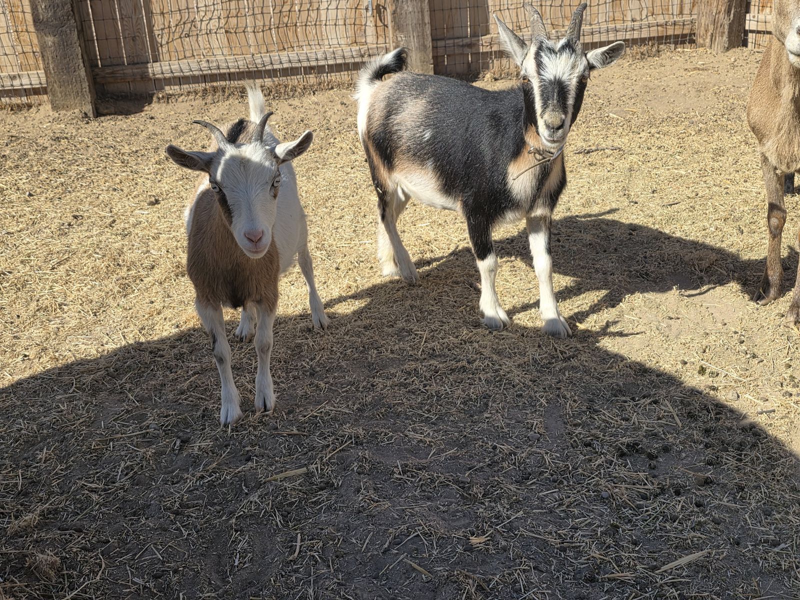Nigerian Dwarf goats