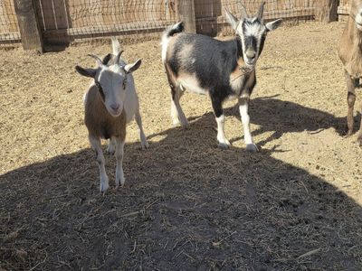 Nigerian Dwarf goats