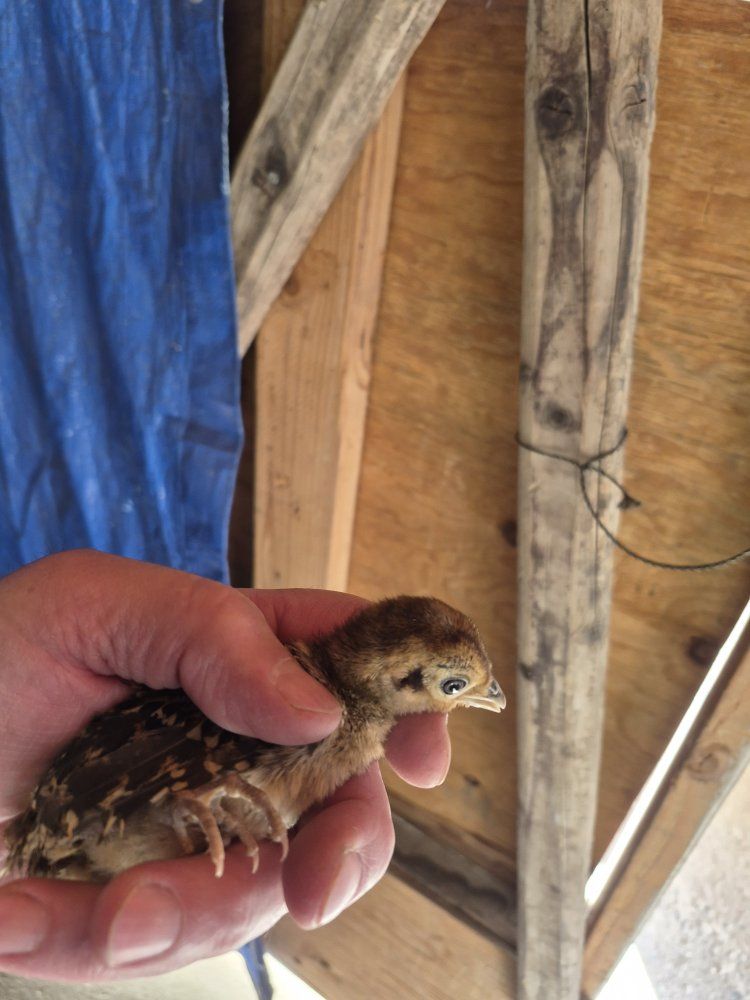 Lady Amherst Pheasant Chicks