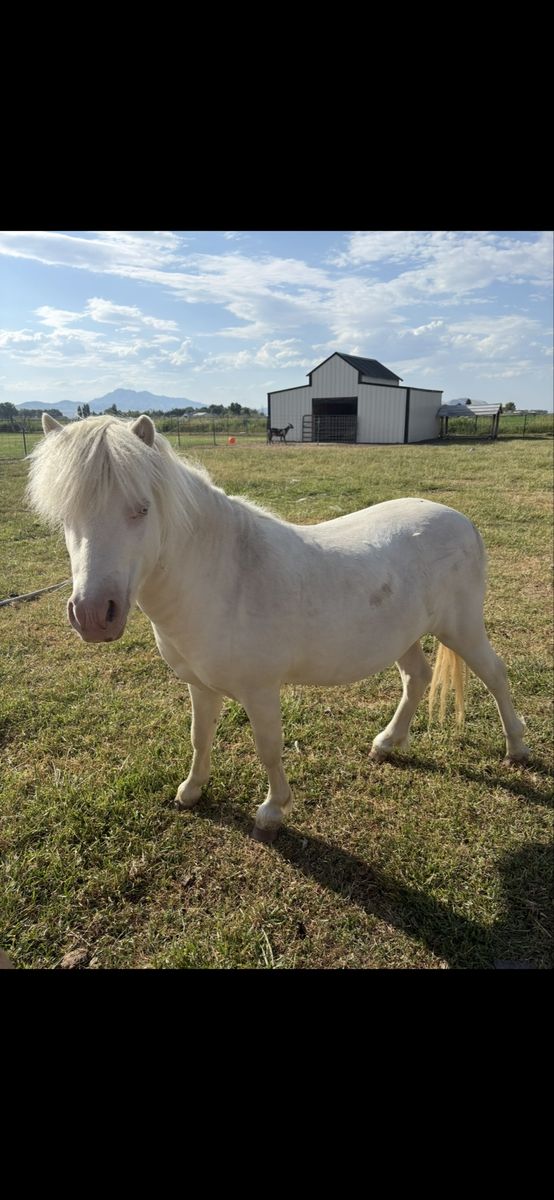 Cremello stallion pony