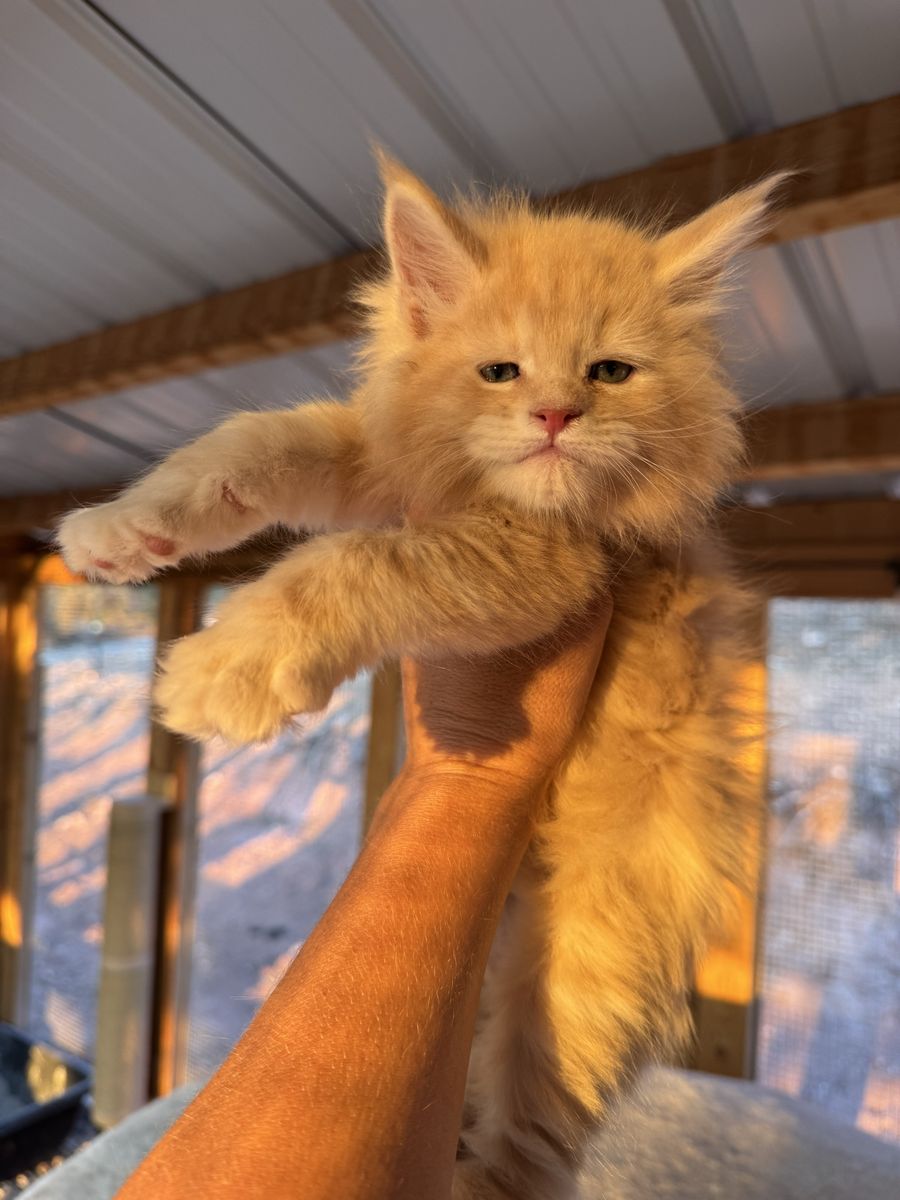 Male Maine Coon Kitten