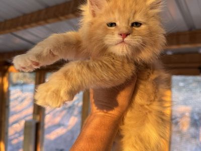 Male Maine Coon Kitten