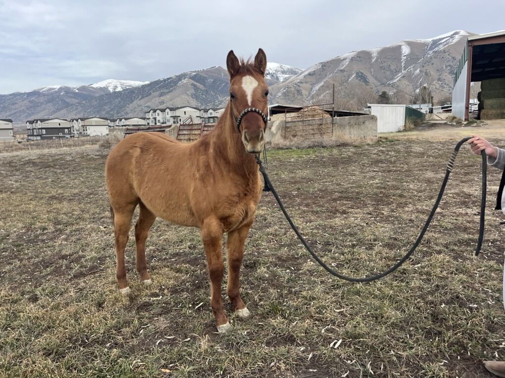 2024 AQHA filly - 2 Yr Old