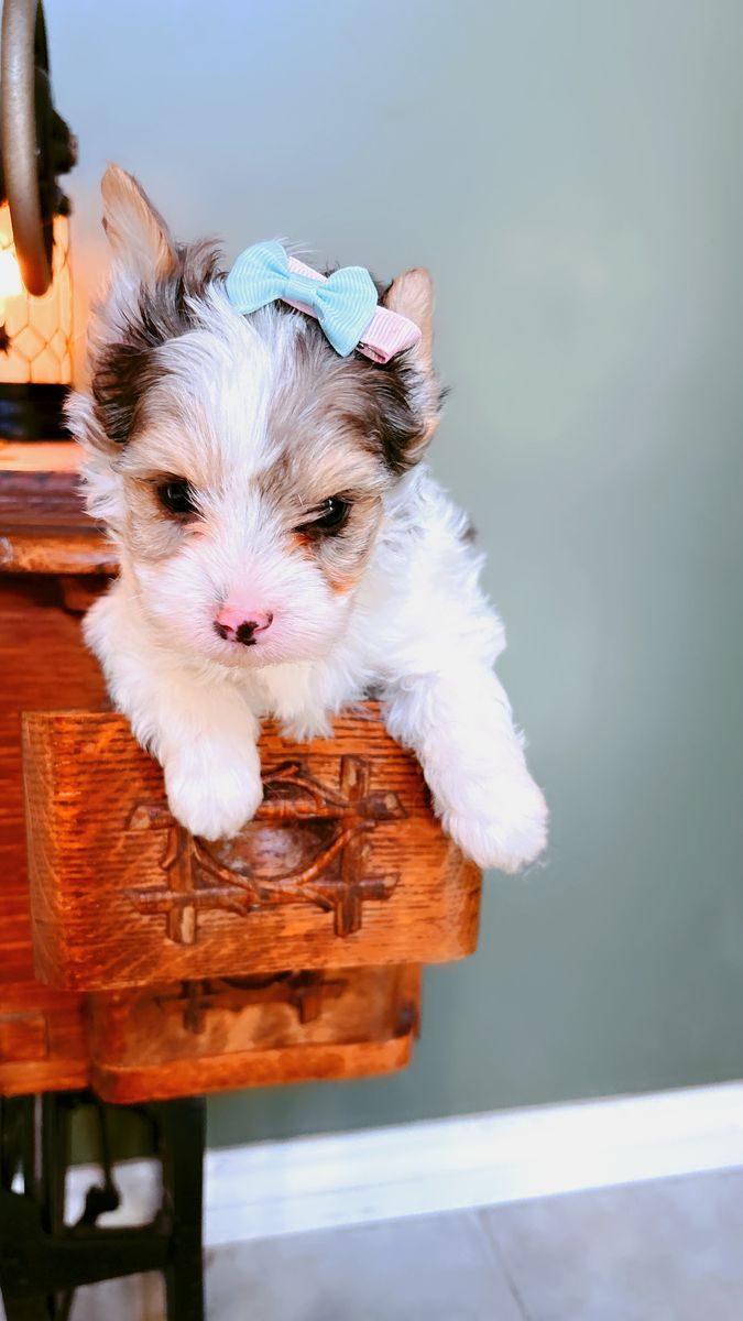 Merle Yorkies Puppies