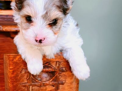 Merle Yorkies Puppies
