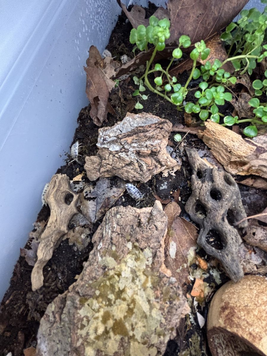 Dairy Cow Isopod culture