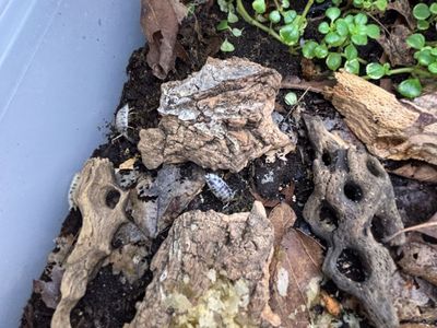 Dairy Cow Isopod culture