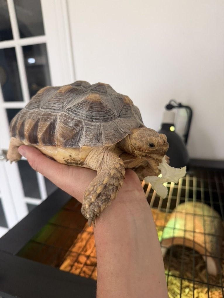 African Sulcata Tortoise + Full Set Up