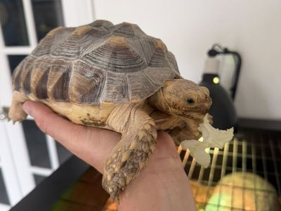 African Sulcata Tortoise + Full Set Up