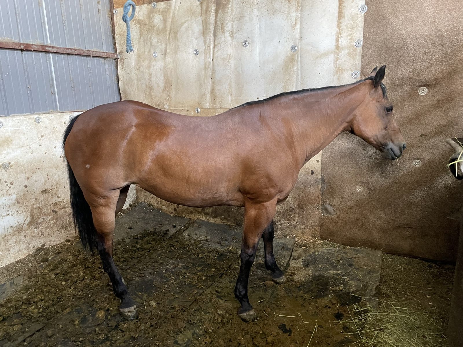 Grade mare