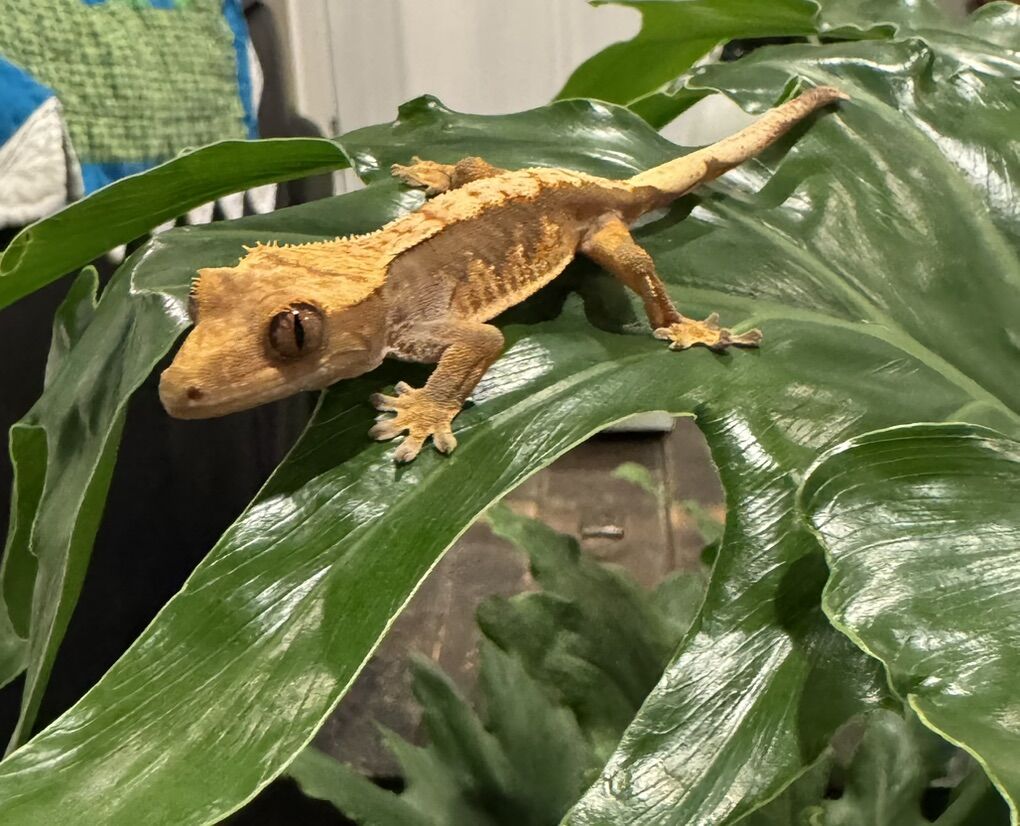 Crested Gecko