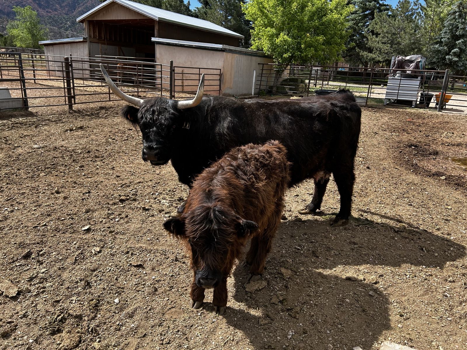 Highland Pair