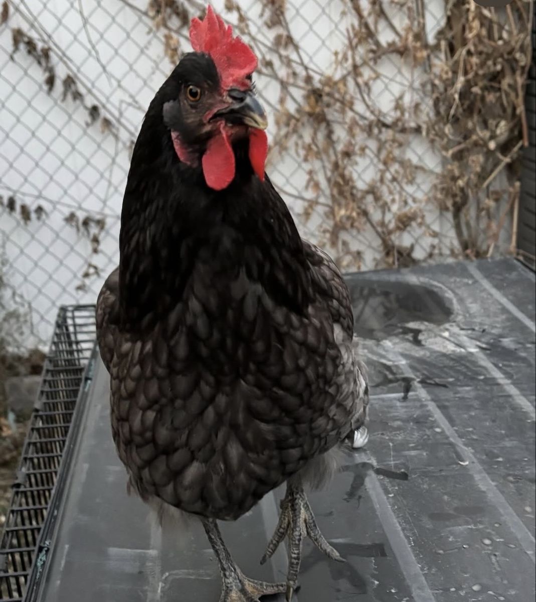 Sapphire gem hen chicken