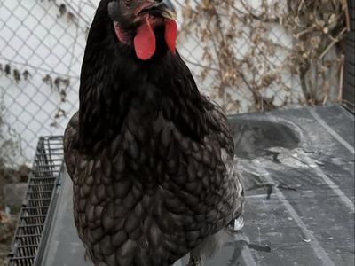 Sapphire gem hen chicken