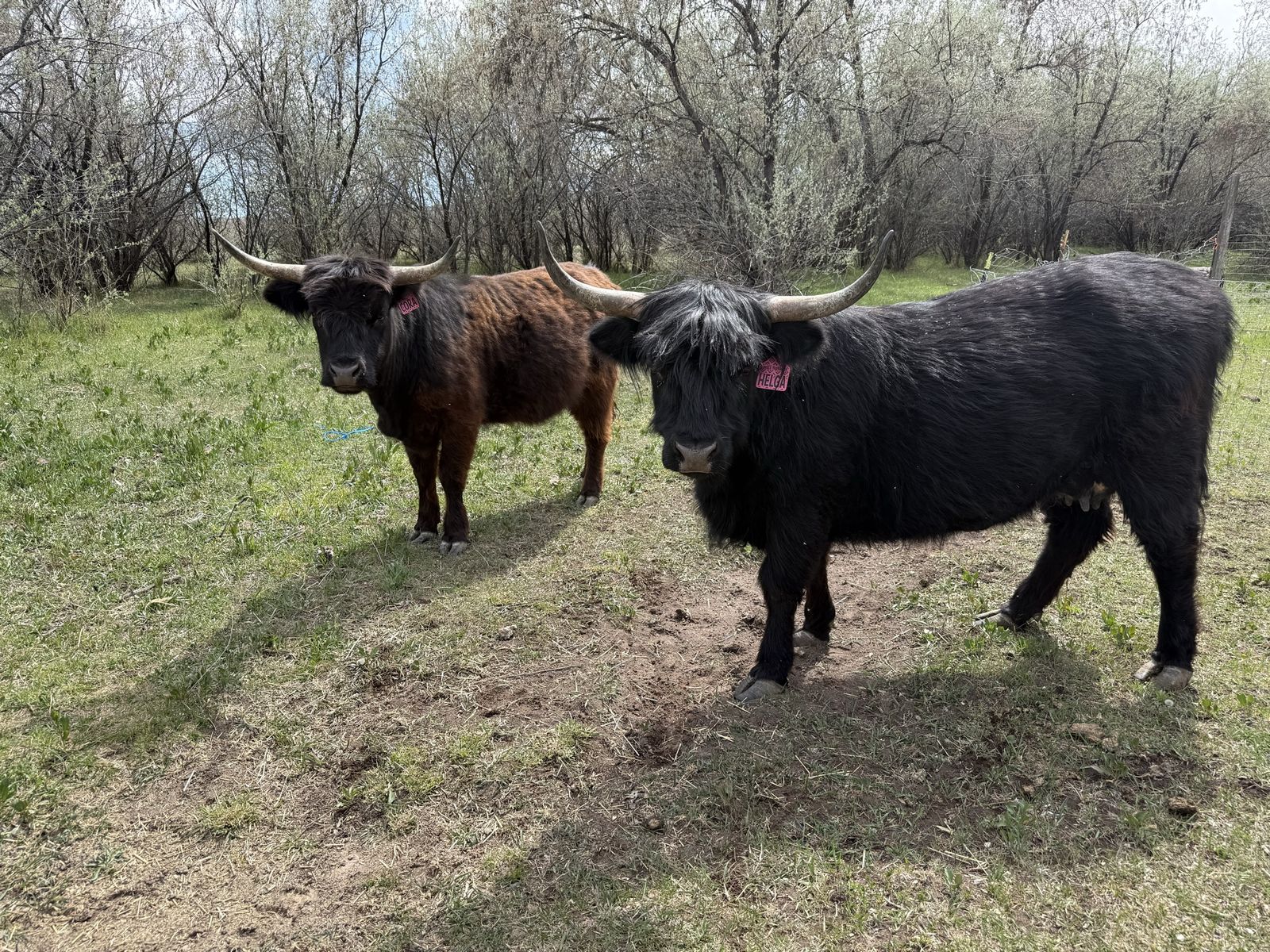 Midsize Highland Cows