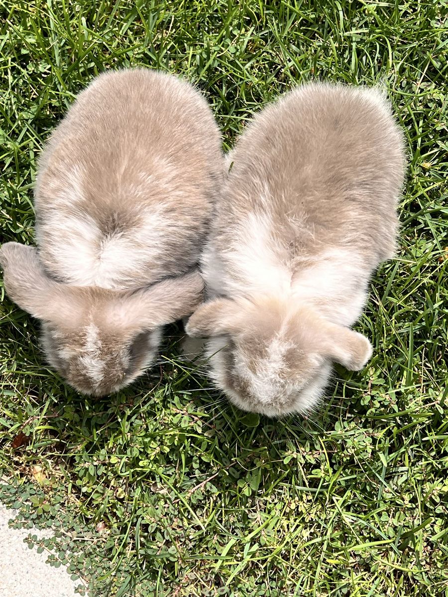 Two doe holland lops bunnies 