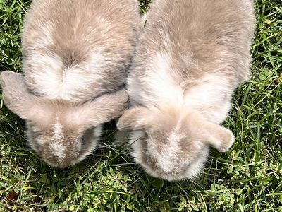 Two doe holland lops bunnies