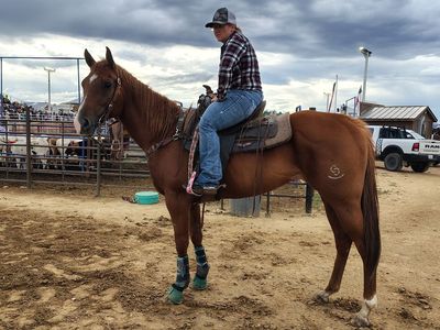Aqha all around mare