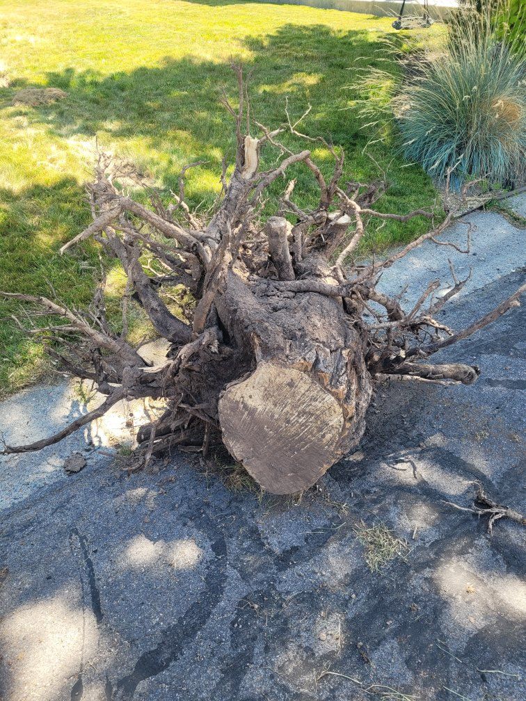 FREE! Large Tree Stump & Root Ball - Ideal for any father on Father's Day. Give him another gift of no real purpose, just work.