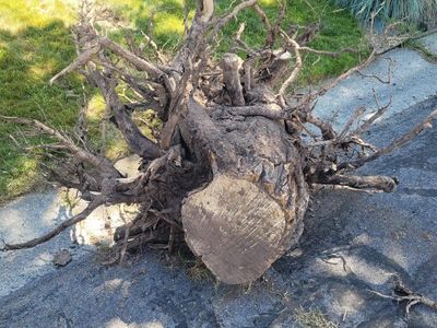 FREE! Large Tree Stump & Root Ball - Ideal for any father on Father's Day. Give him another gift of no real purpose, just work.