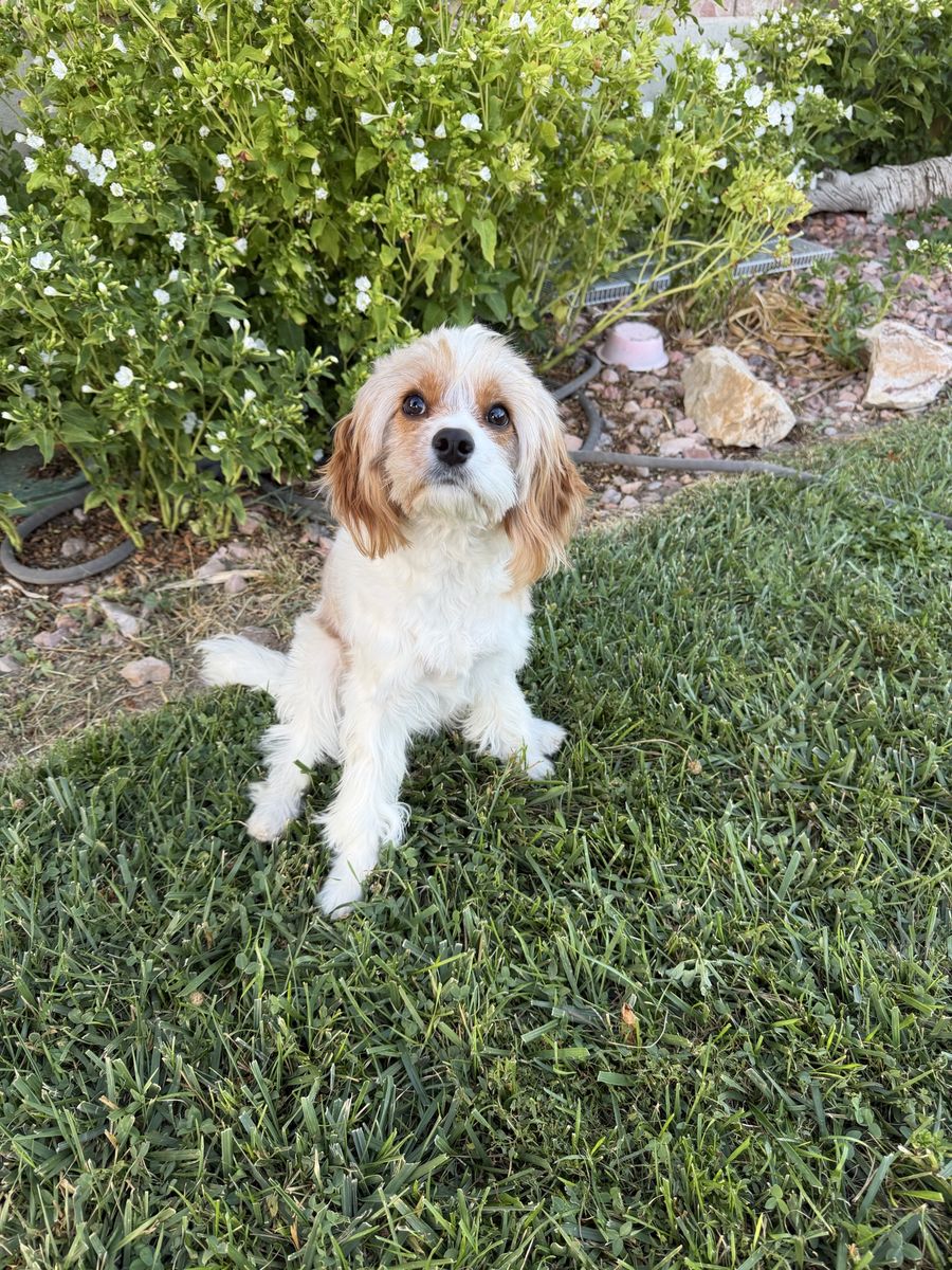 Ultra Cavapoo