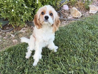 Ultra Cavapoo