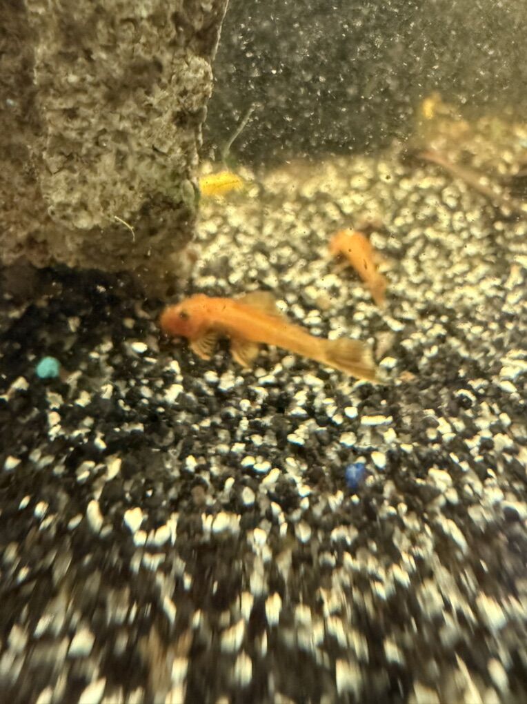 Super Red Bristlenose Pleco