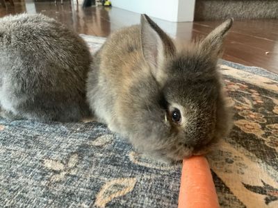 Two Mini Rex / Lions Mane Does
