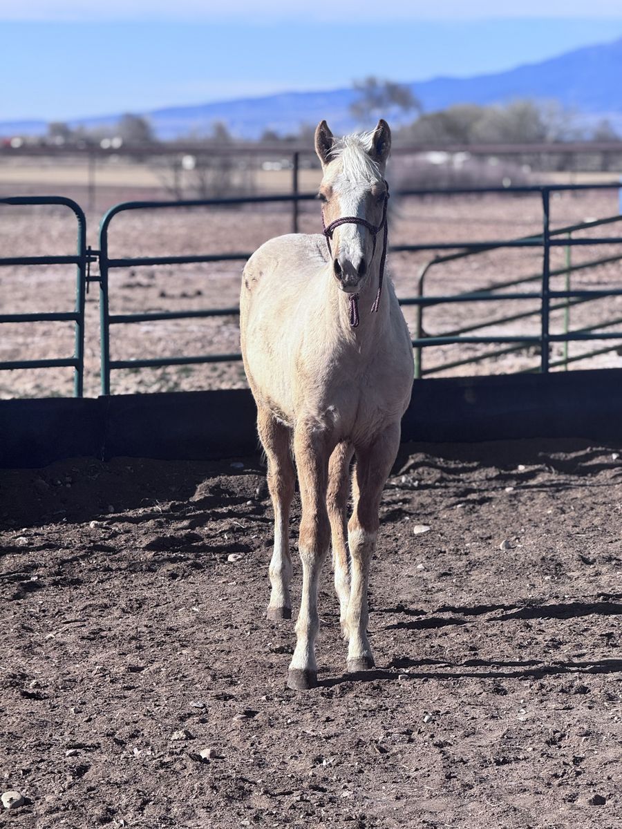 AQHA ‘25 Colt