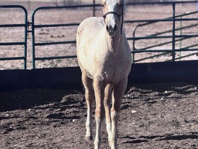 AQHA ‘25 Colt