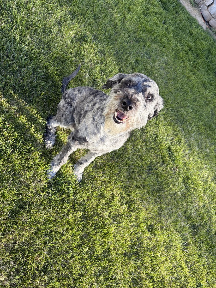 Aussie doodle