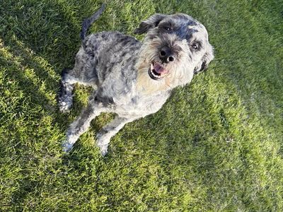 Aussie doodle