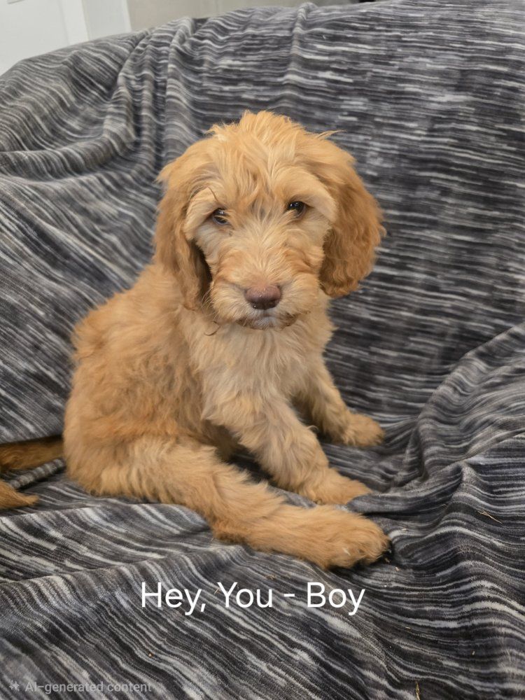 Adorable and Fun F1bb Standard Doodle Puppies Ready for Loving Homes
