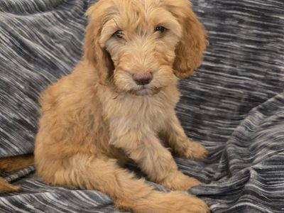 Adorable and Fun F1bb Standard Doodle Puppies Ready for Loving Homes