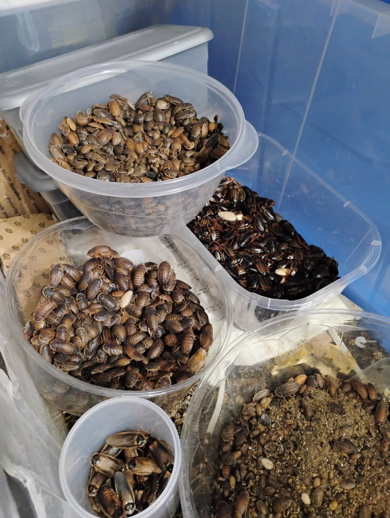 Dubia Roaches mini starter colonies- Live Feeder Insects (Various Sizes)