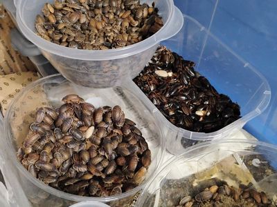 Dubia Roaches mini starter colonies- Live Feeder Insects (Various Sizes)