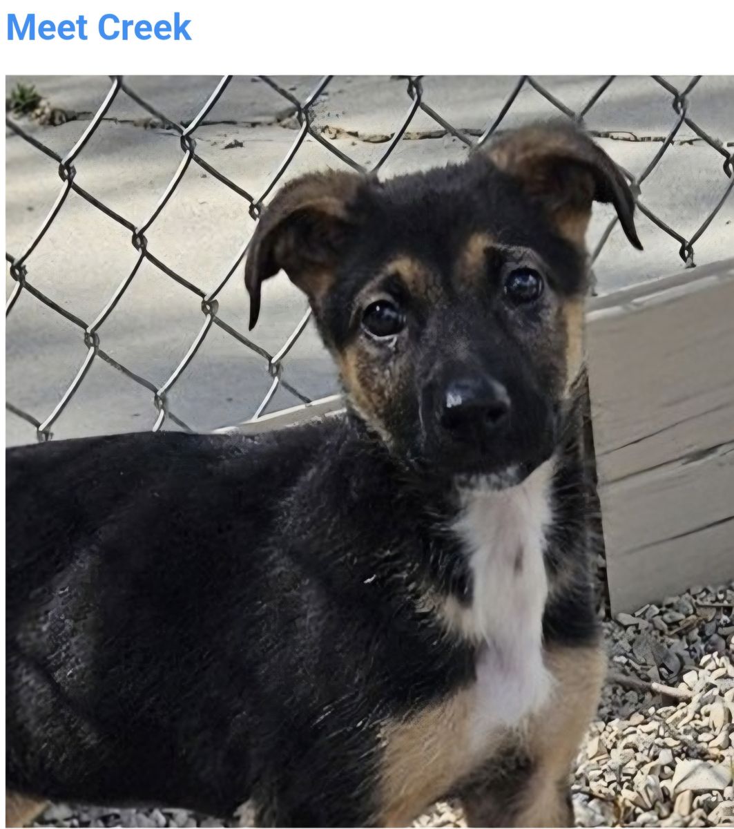 Creek, german shepherd mix puppy looking for a home