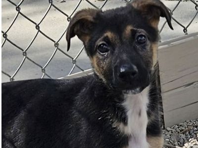 Creek, german shepherd mix puppy looking for a home