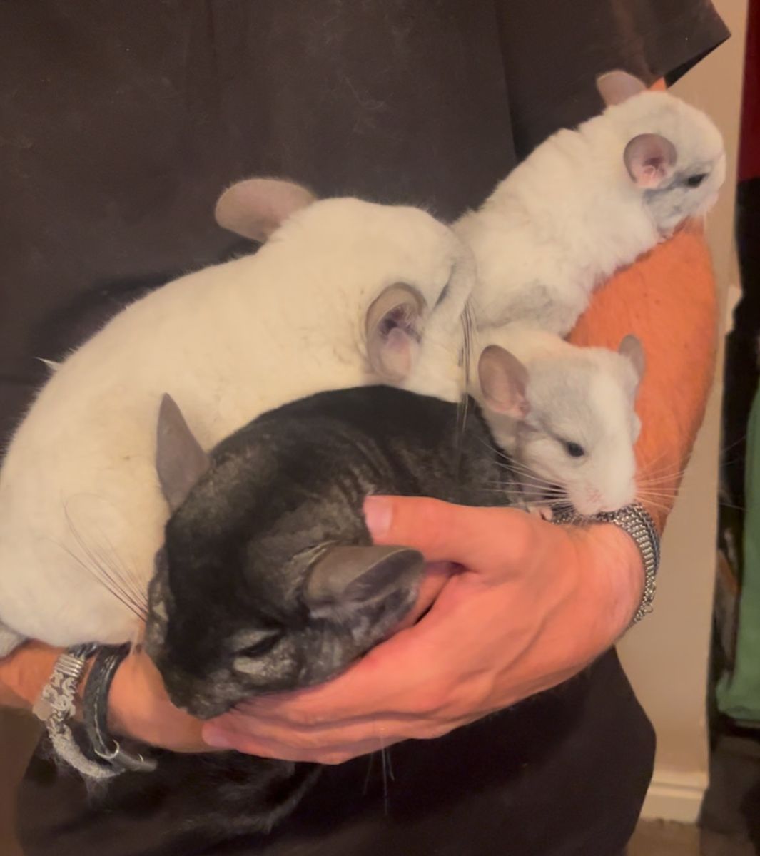 2 male Mosiac/Ebony chins