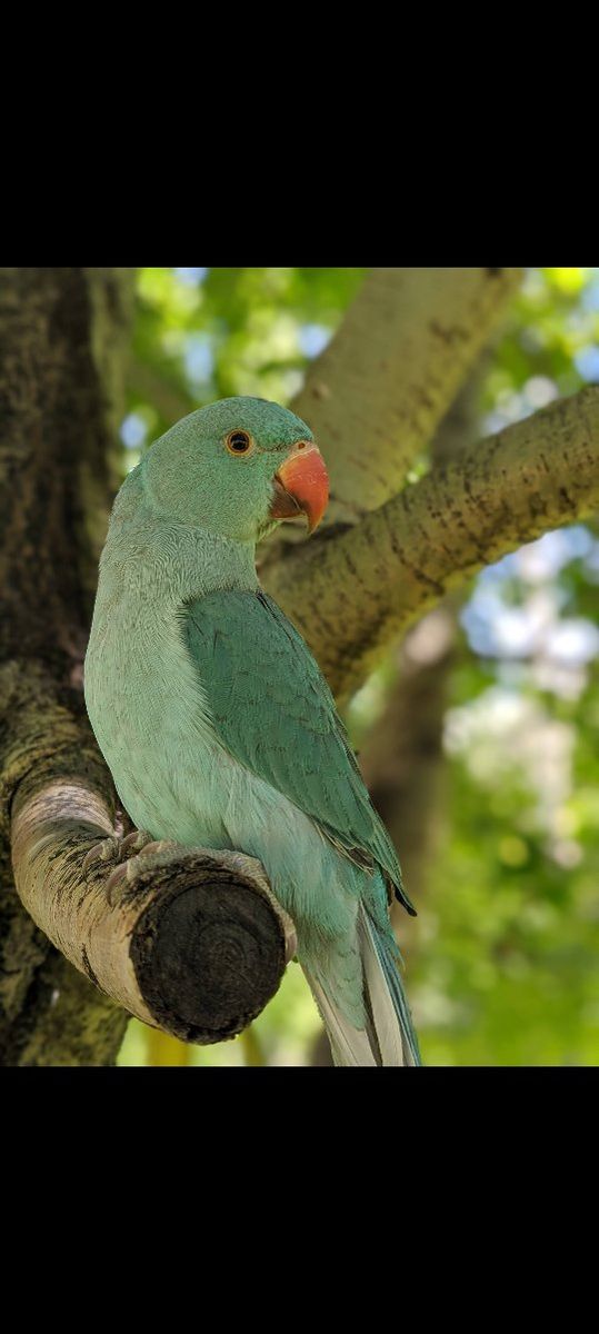 Indian ringneck parakeet with cage and accessories