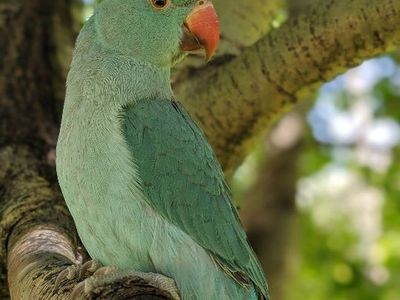 Indian ringneck parakeet with cage and accessories