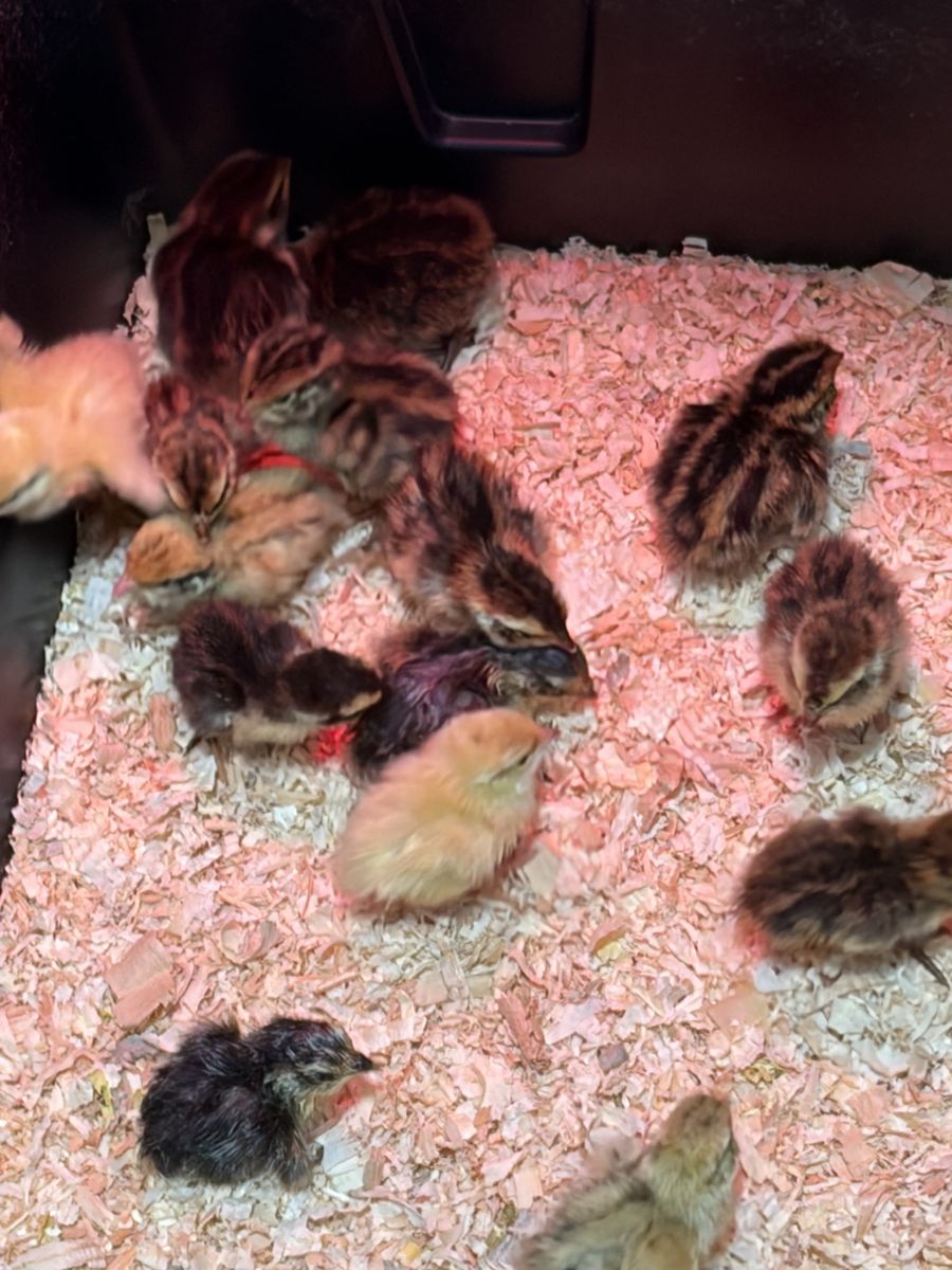 Coturnix Quail Chicks